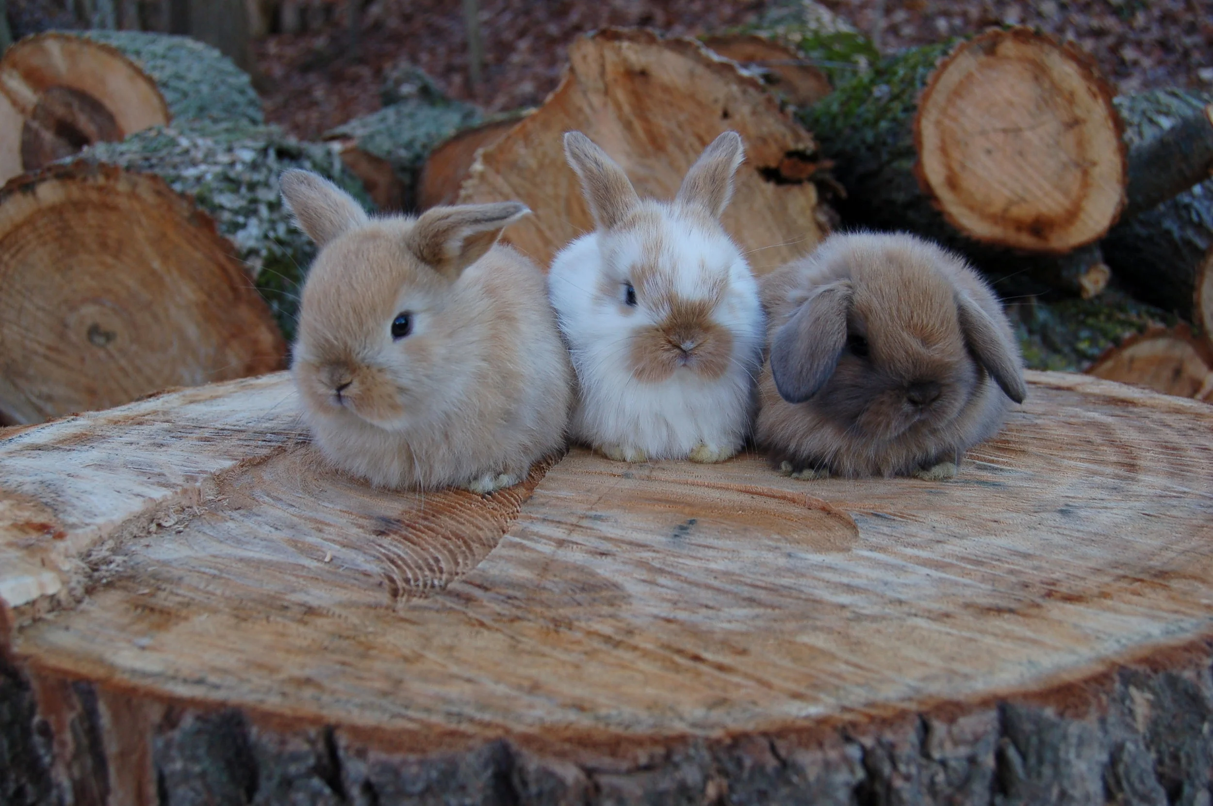 Holland Lop Color Guide