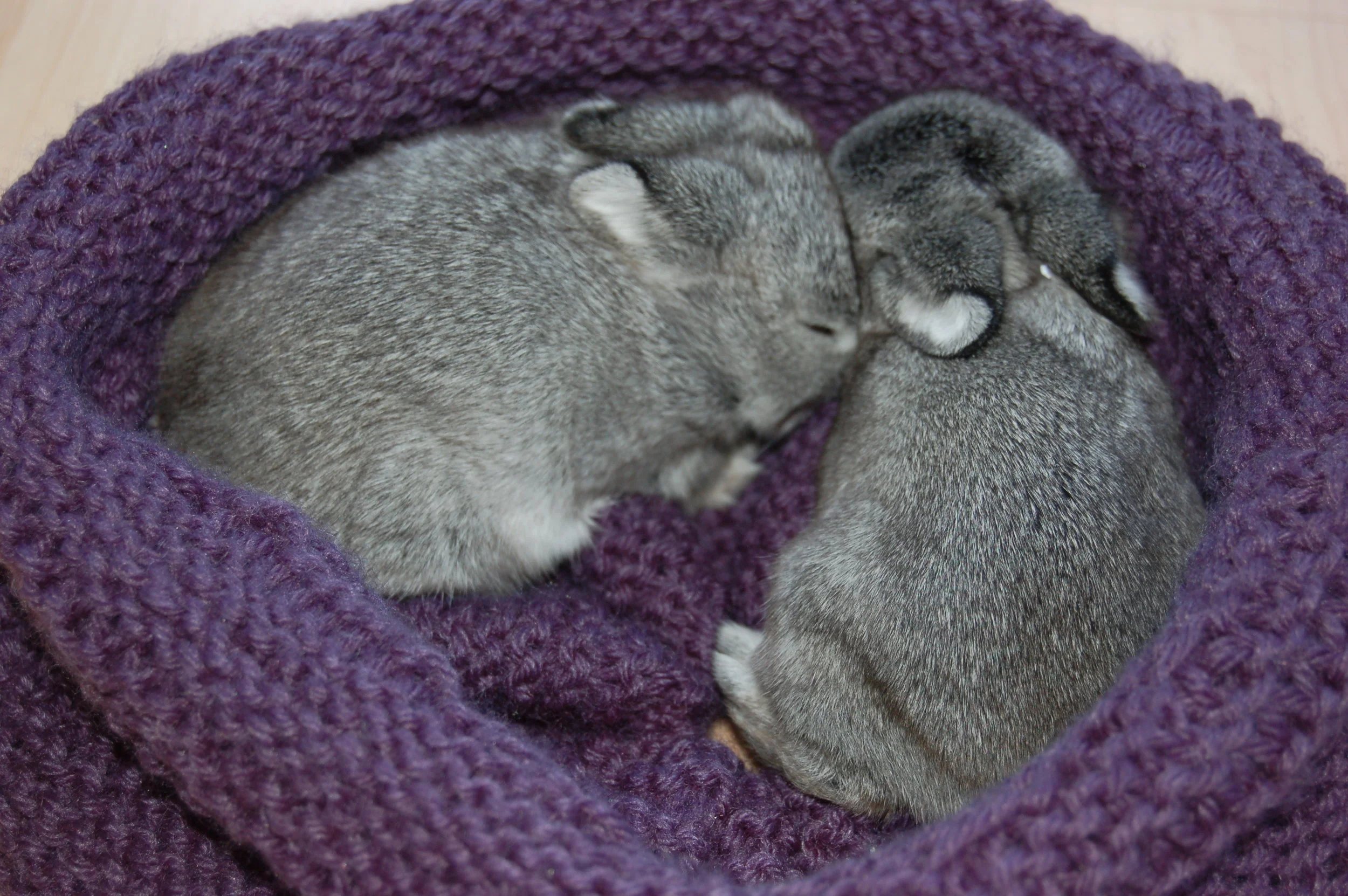 How do I find a breeder?