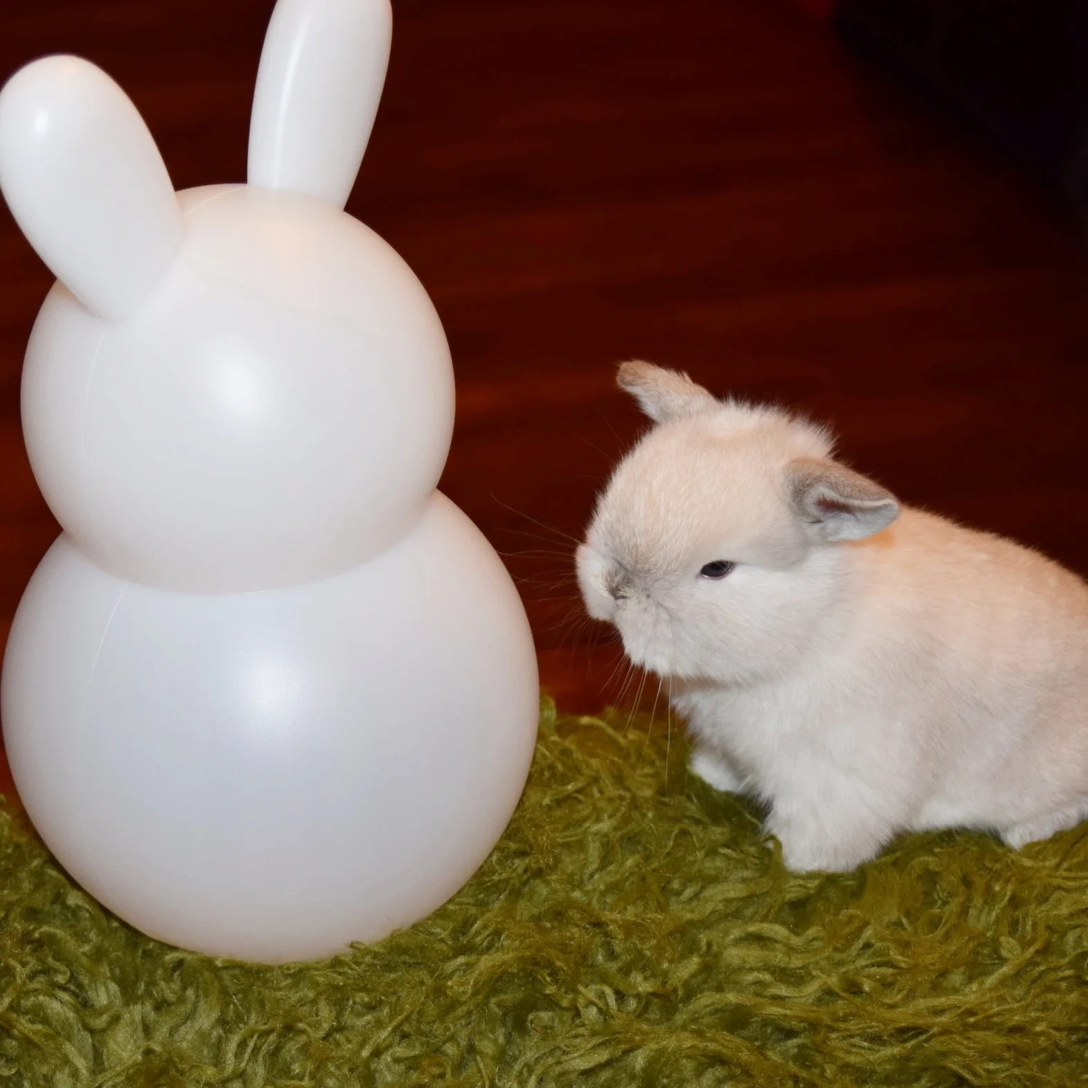 Top 5 Checklist to Keep Your Bunny Healthy