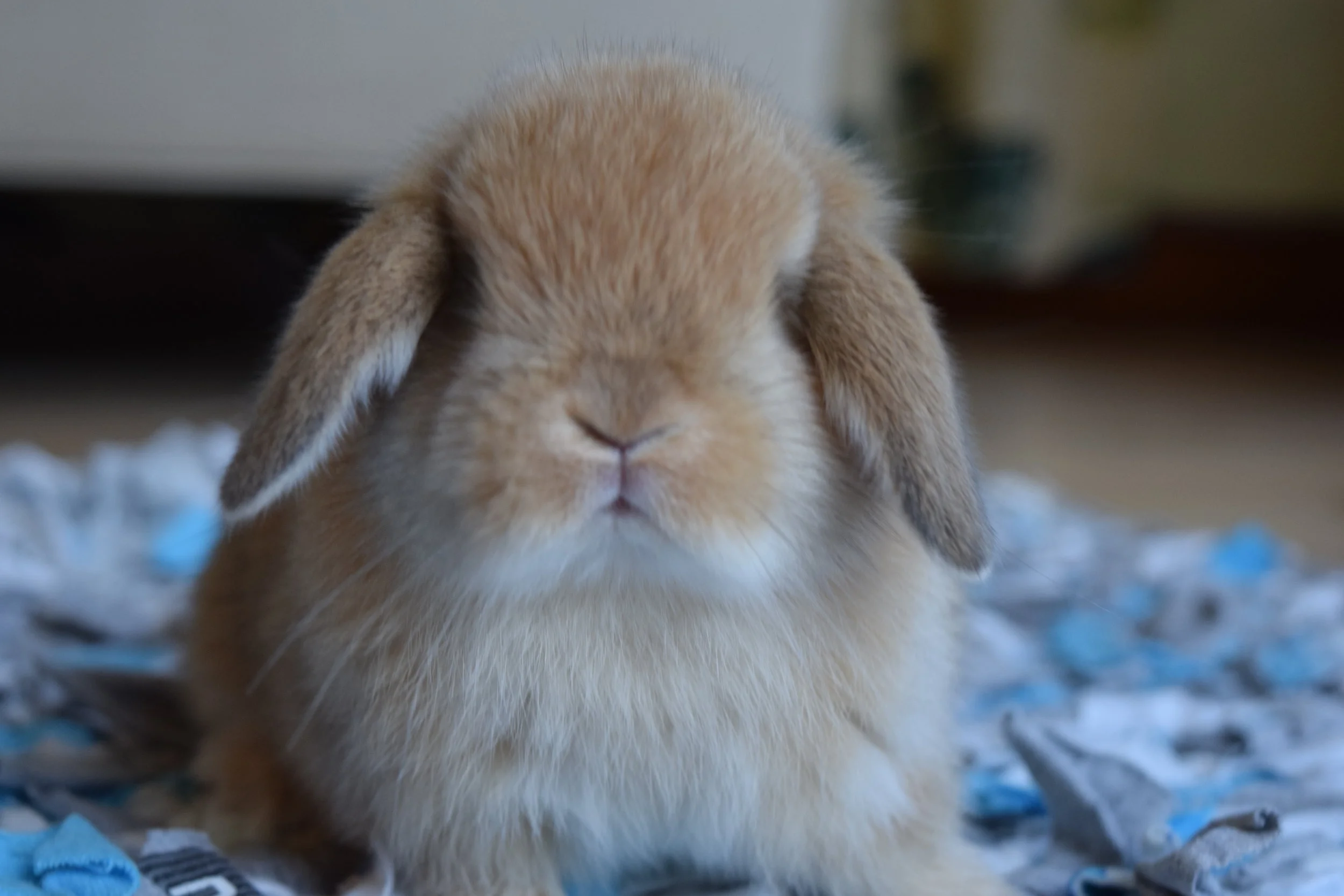 Bunny Translator #2: Form