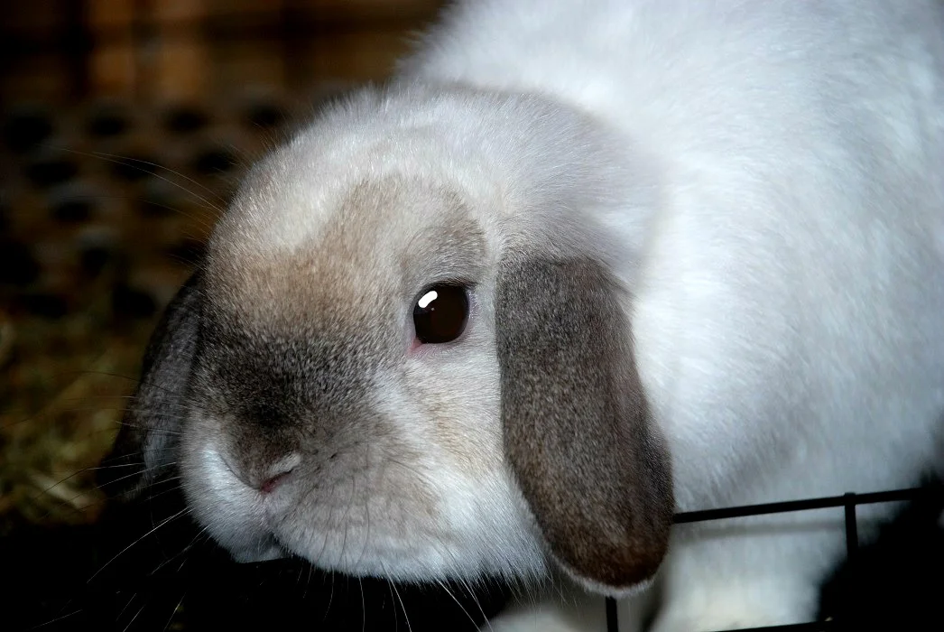 Top 5 Things to Teach Young Kids About Bunnies