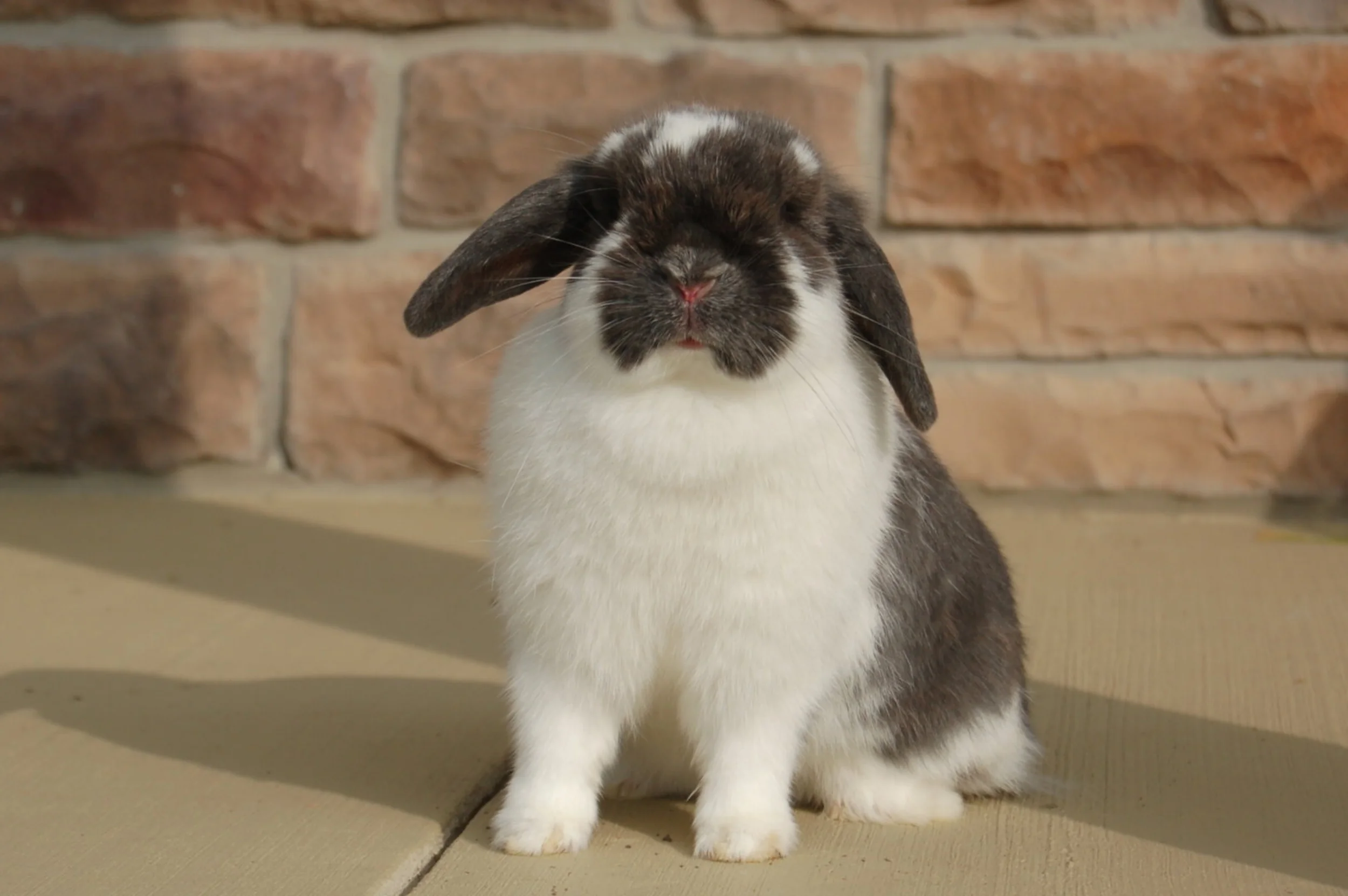 Spring Finds a New Home