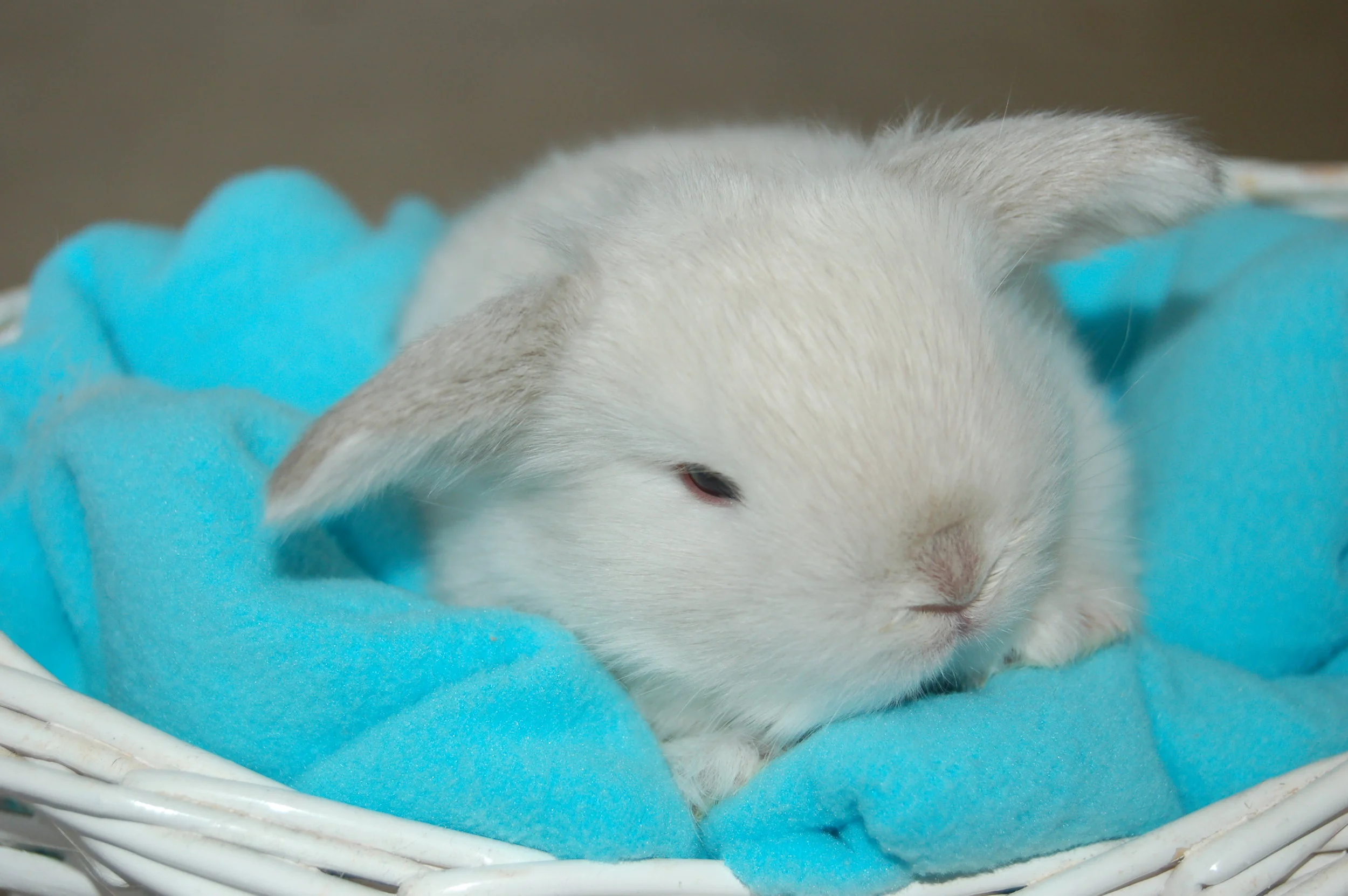 Keeping a Bunny Warm