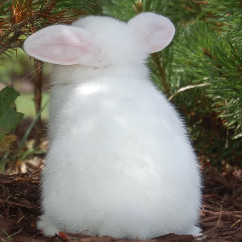 What to Do When Your Bunny Is Mad at You