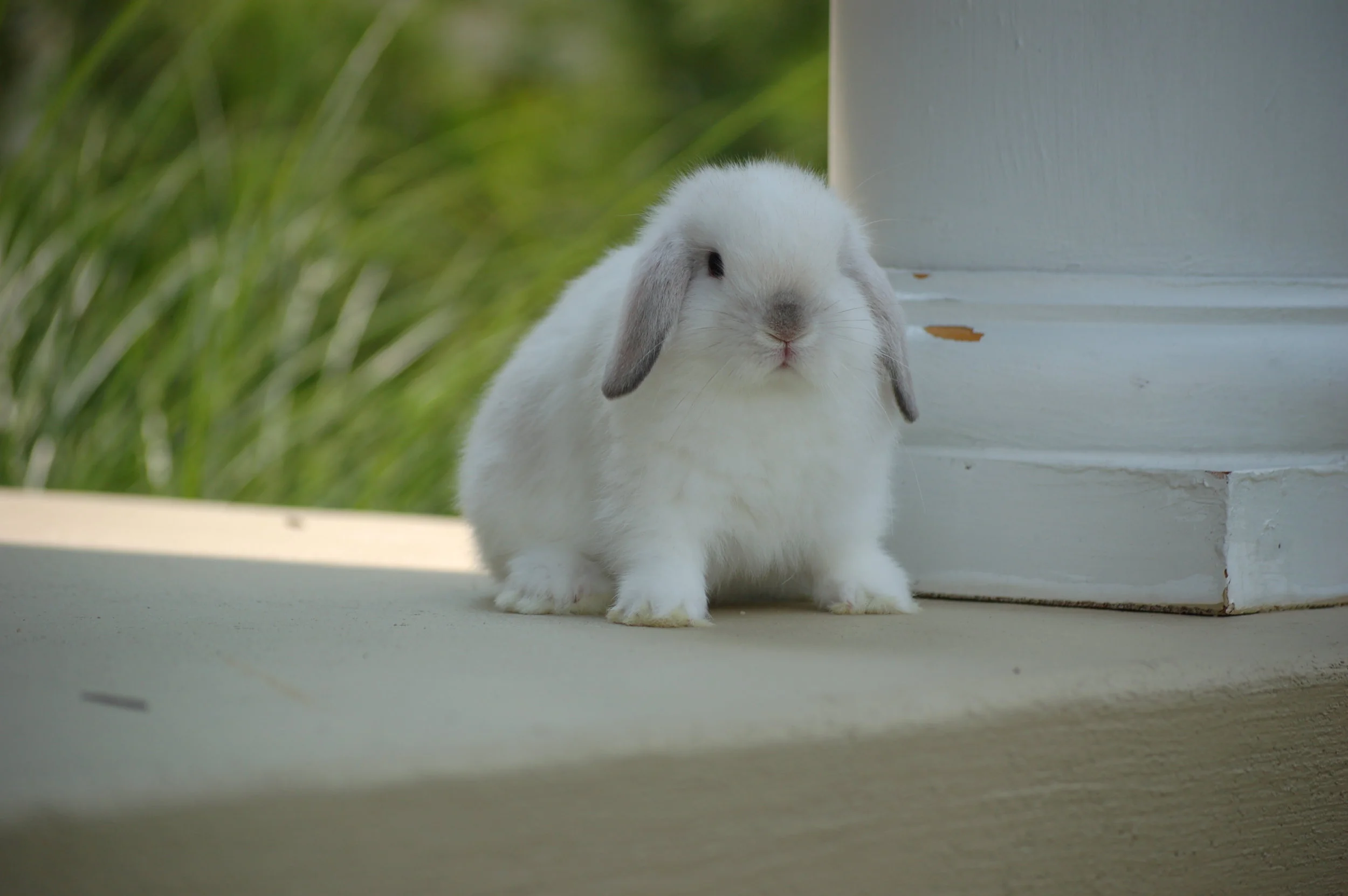 Holland Lop Color Guide — Hickory Ridge Hollands