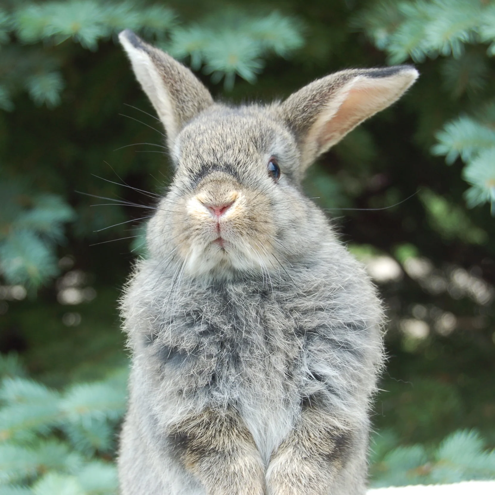 Rabbit Training Pt. 1: The Reward