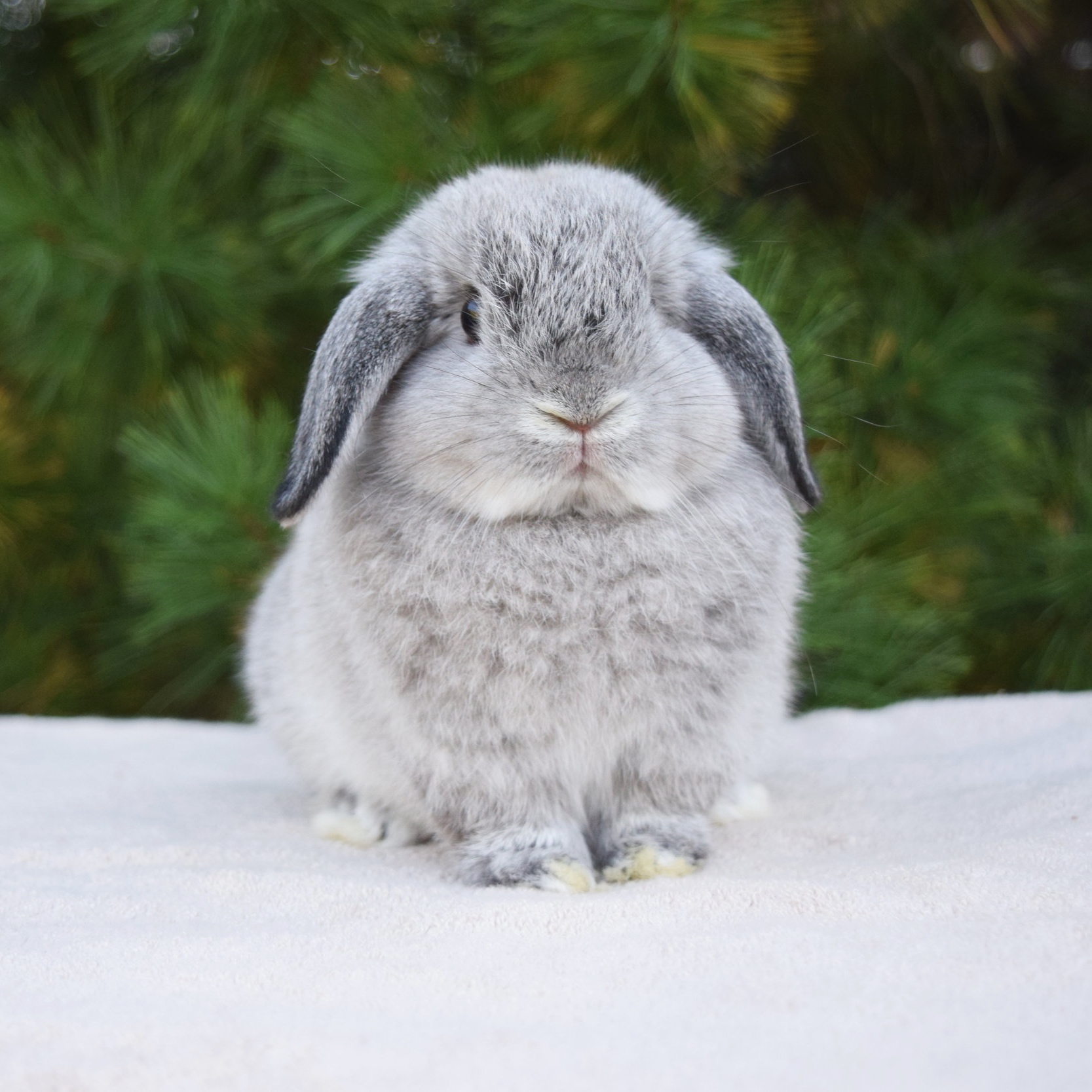 Bunny Translator #1: Dwarf Rabbits 