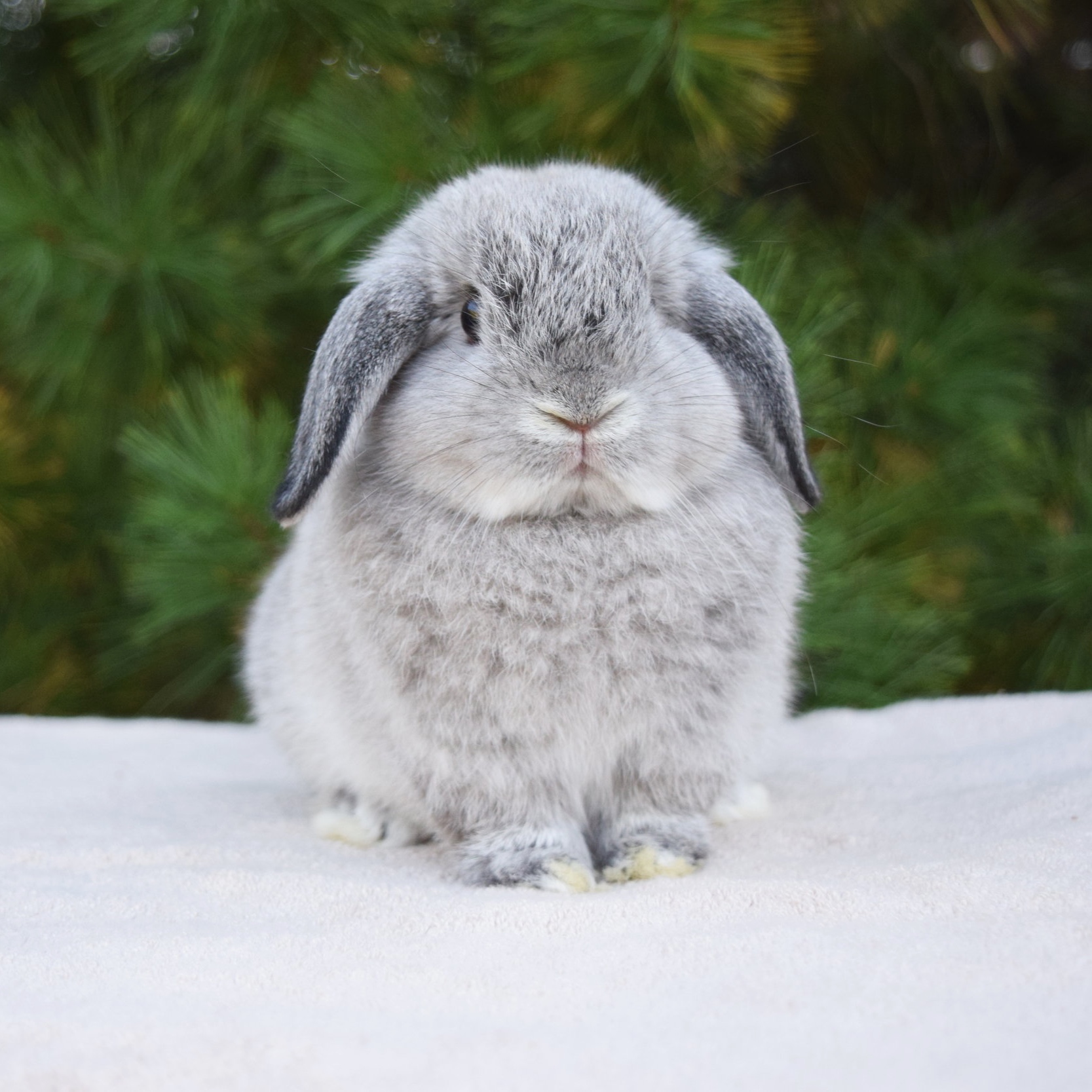 holland lop eared bunny for sale