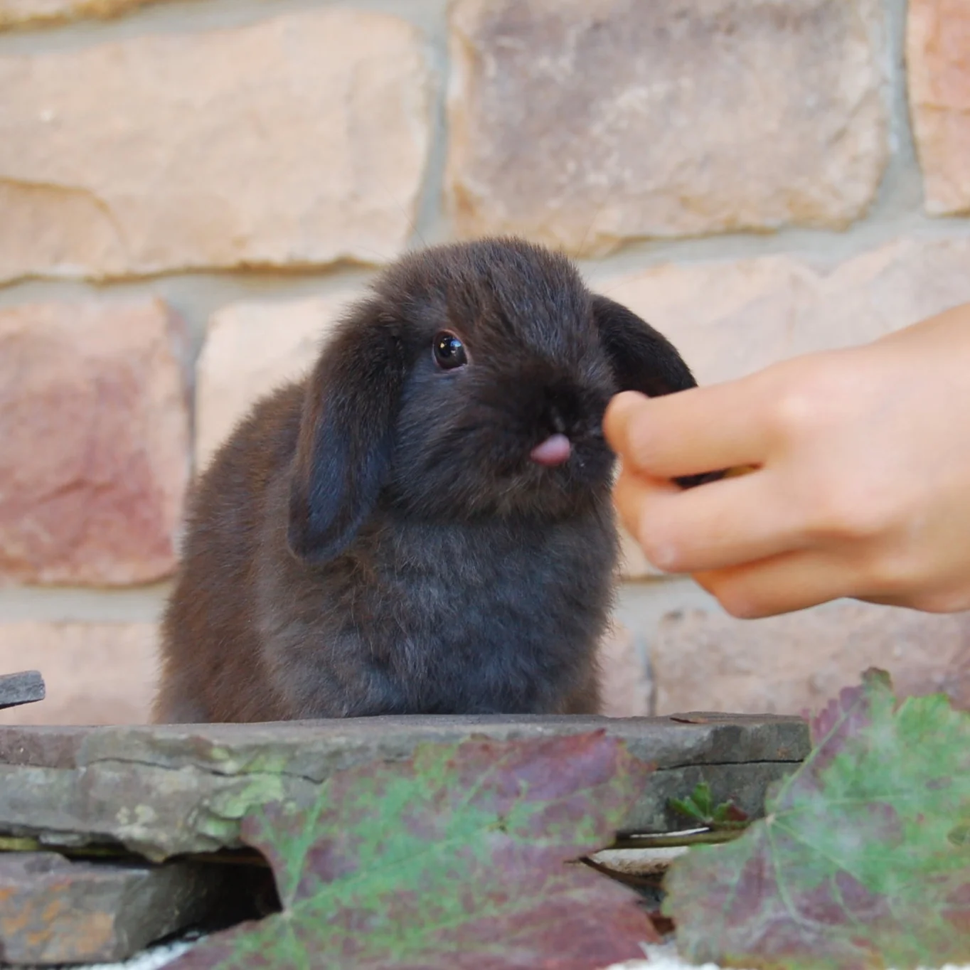 Rabbit Training Pt. 2: Why Clicker Train?