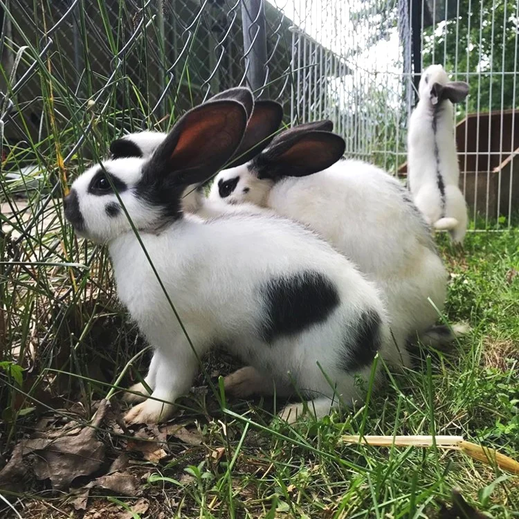 DG’s Hops &amp; Lops Rabbitry