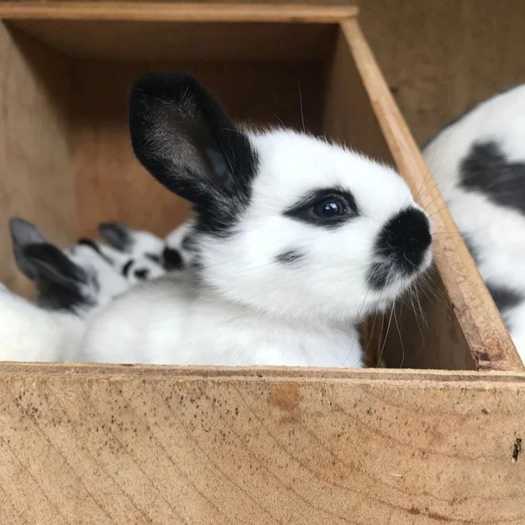 DG’s Hops &amp; Lops Rabbitry