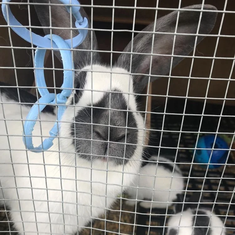 DG’s Hops &amp; Lops Rabbitry