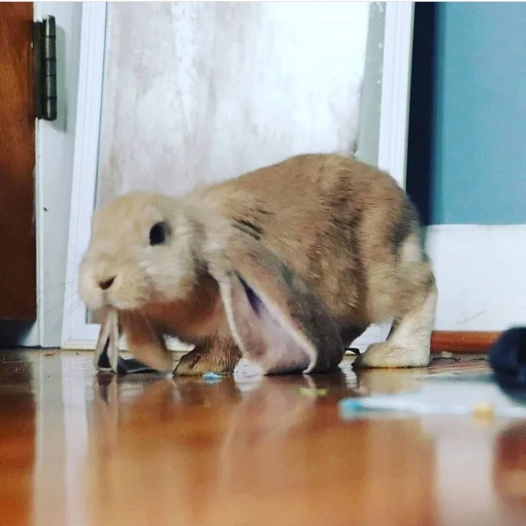 @bunnywiththebigears