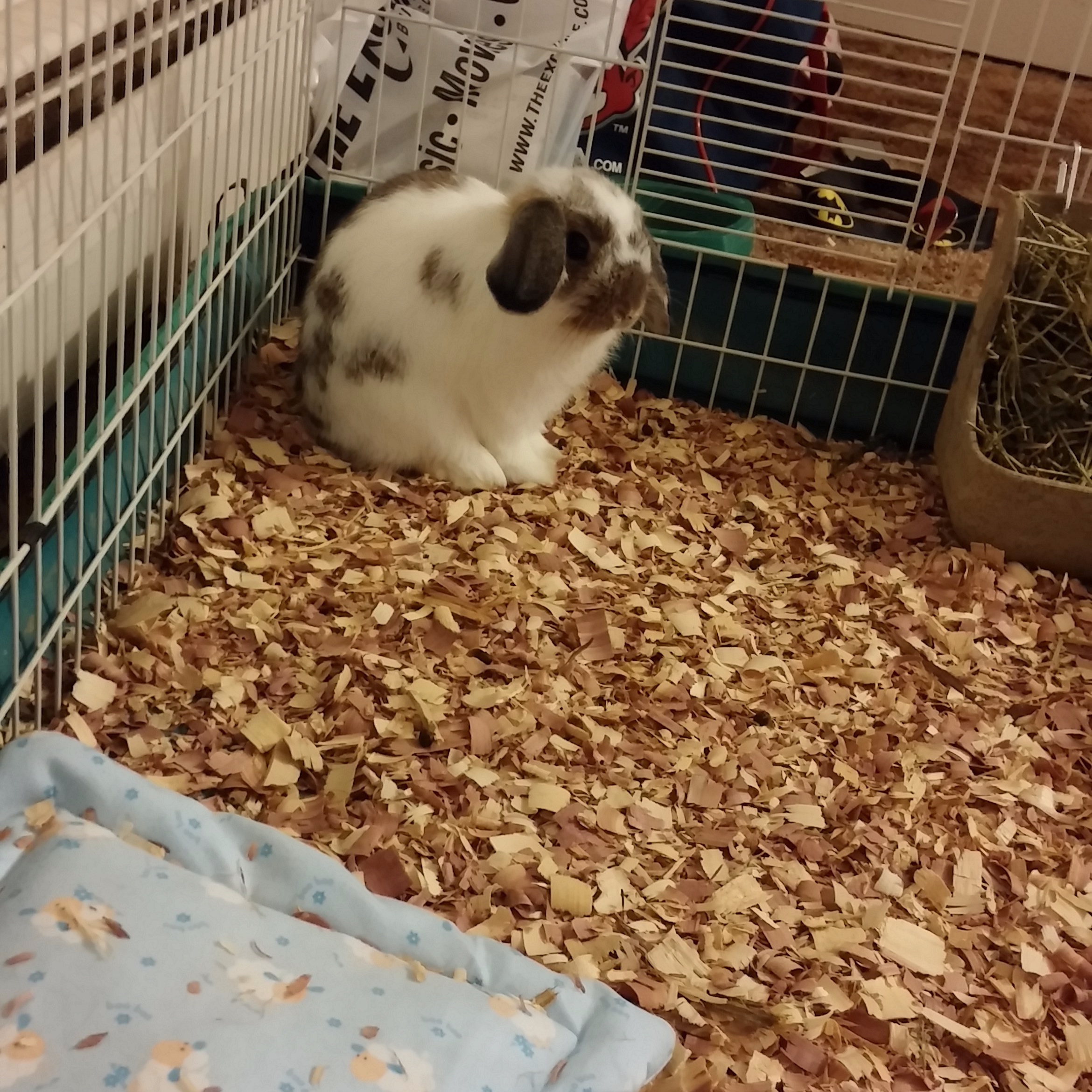 Cage Flooring for Your Rabbit 