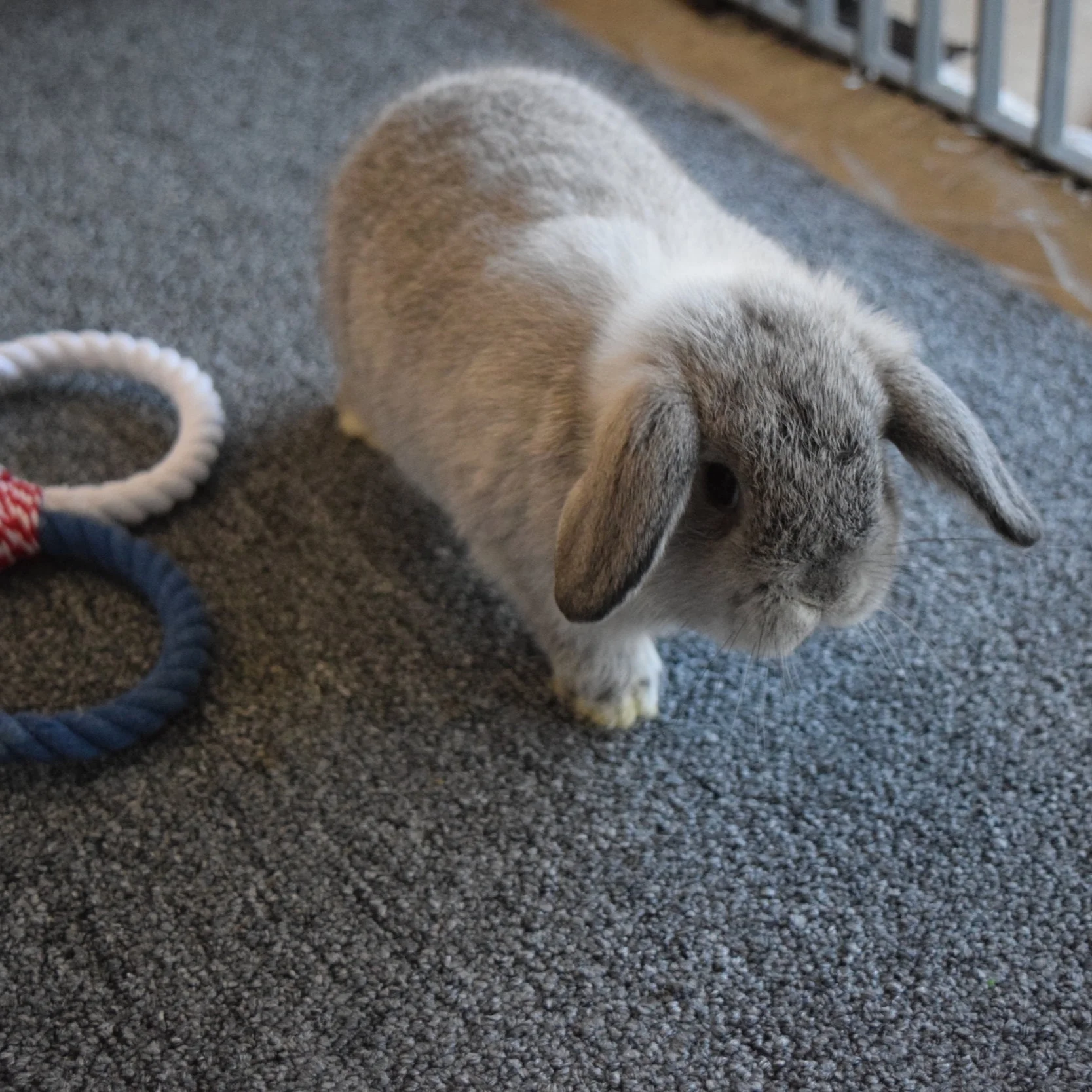 Rabbit litter floor mat - Bunny Supply - Rabbit floor mat - Flop Bunny