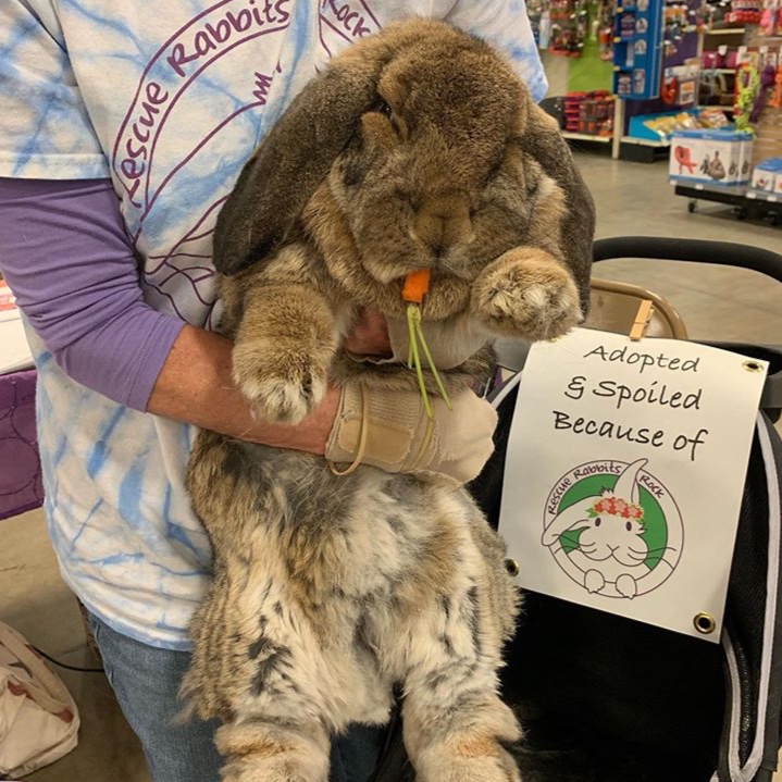 @lulu_and_the_lops and @rescue.rabbits.rock