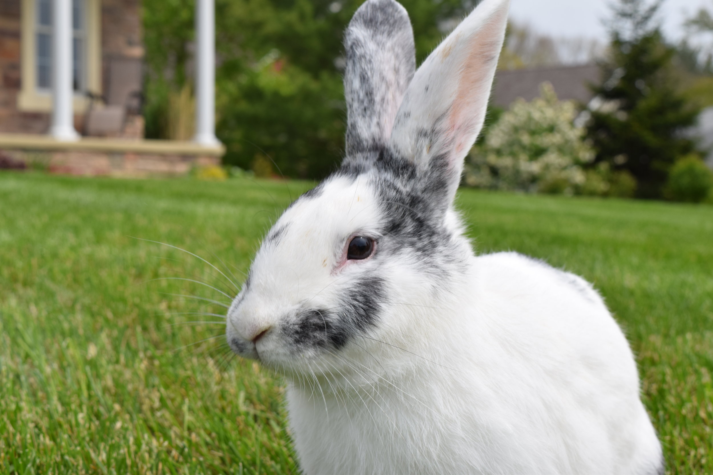  magpie harlequin bunny closeup 