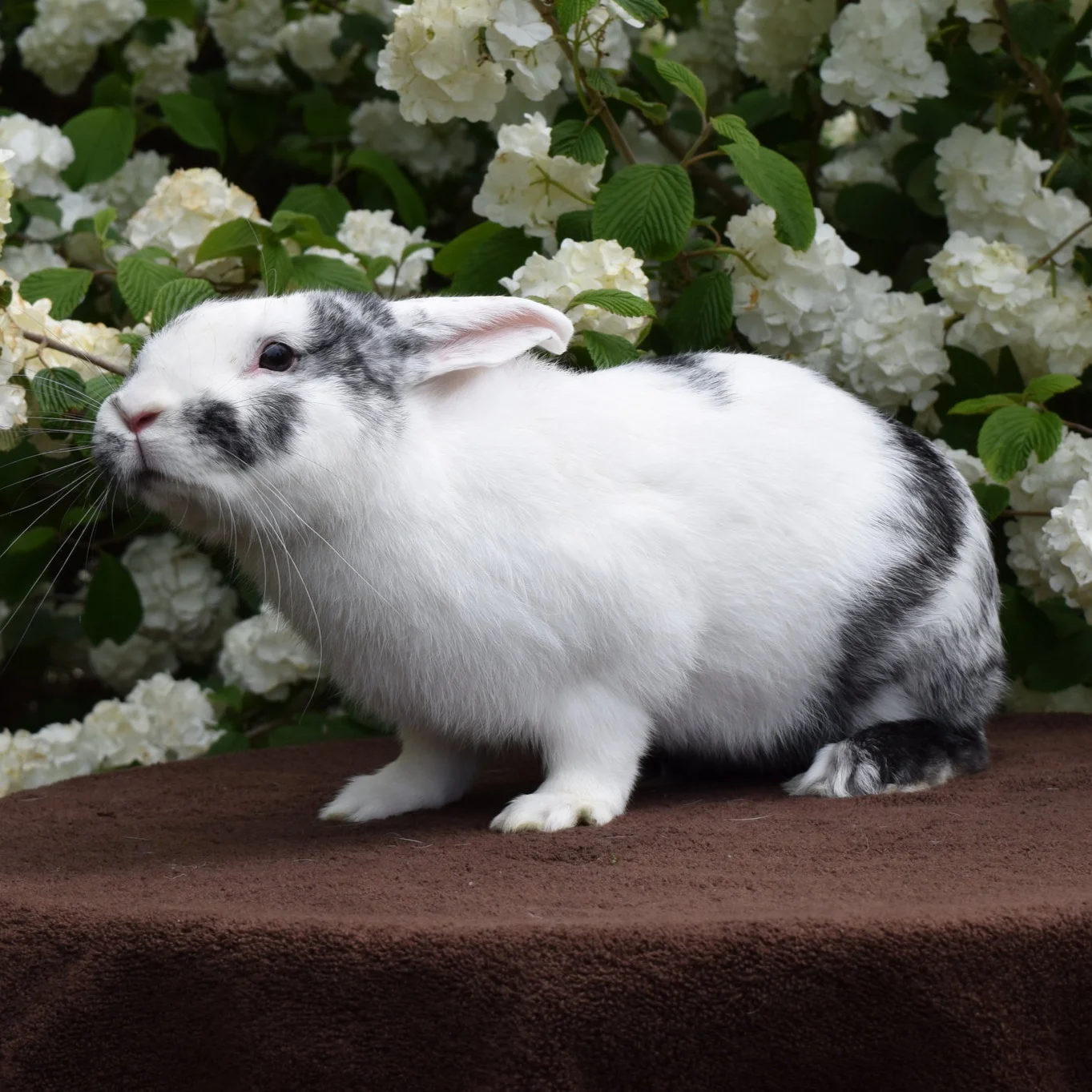  magpie harlequin rabbit with flowers   