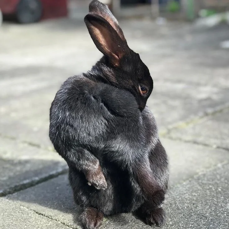 havana rabbit colors