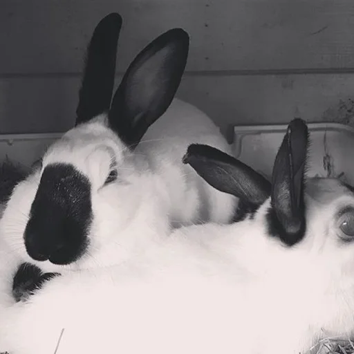 @silverspurrrabbitry