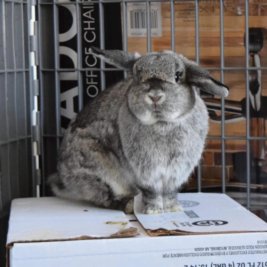 Top 5 Easiest Tricks to Teach Your Bunny