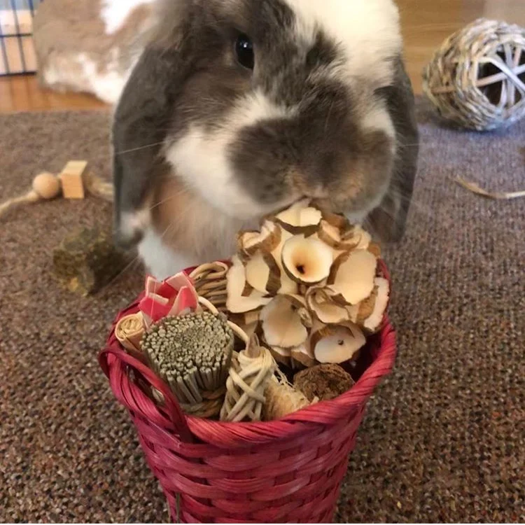 @zoe_and_butterscotch