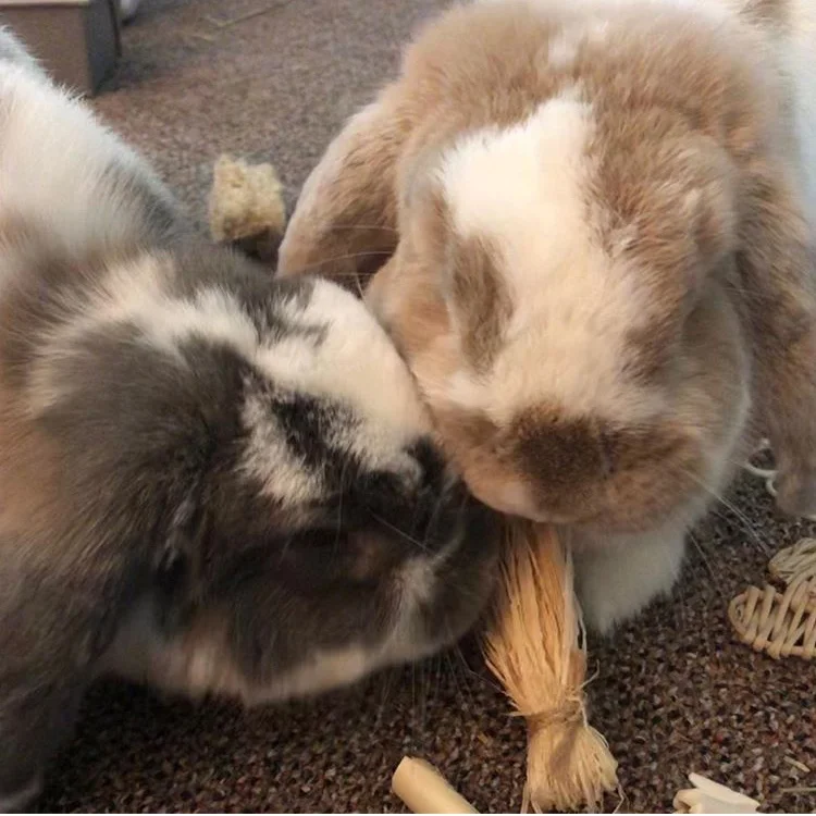 @zoe_and_butterscotch