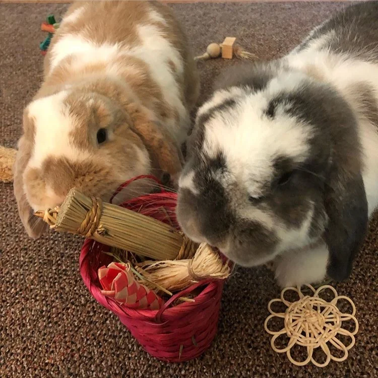 @zoe_and_butterscotch