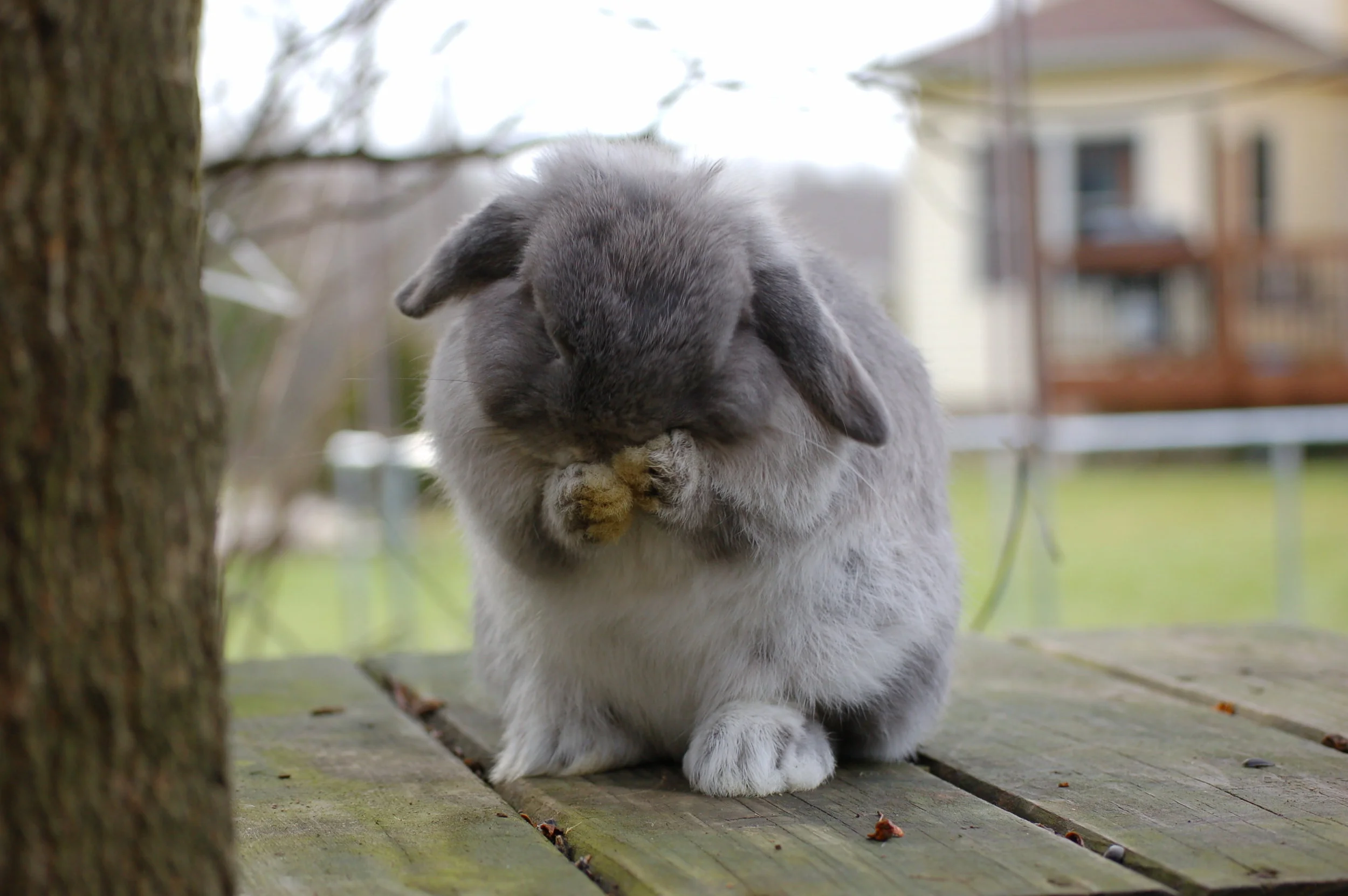 Dealing with Rabbit Allergies