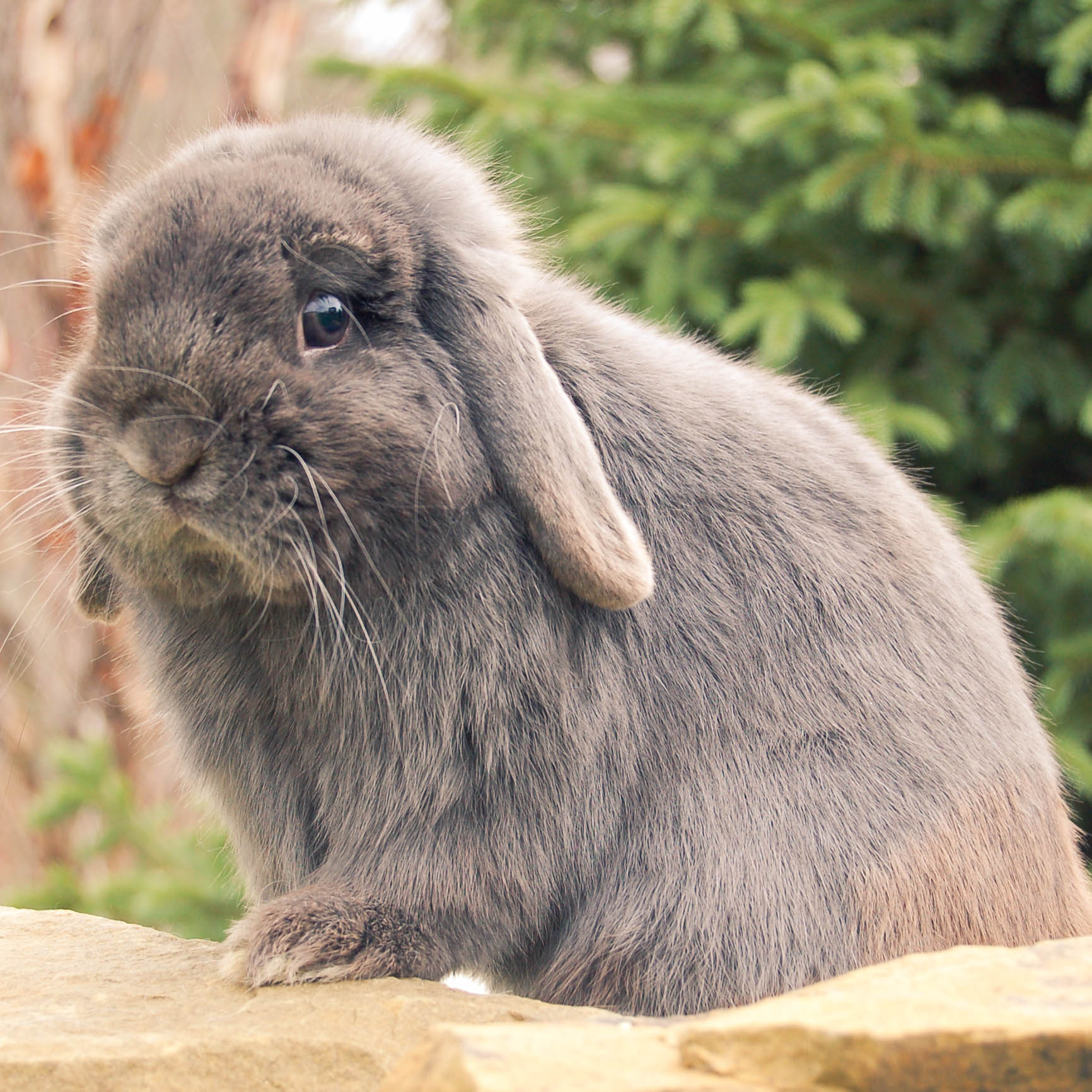 Bunny on a Budget: How Much Does a Bunny Cost?