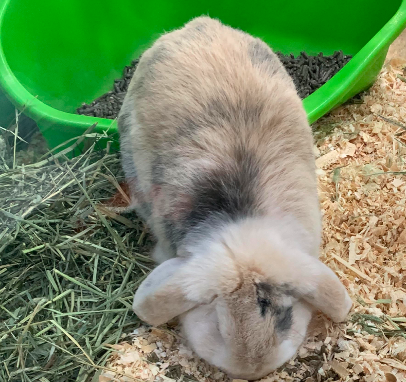 blue fawn harlequin holland lop rabbit