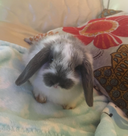 grey and white holland lop