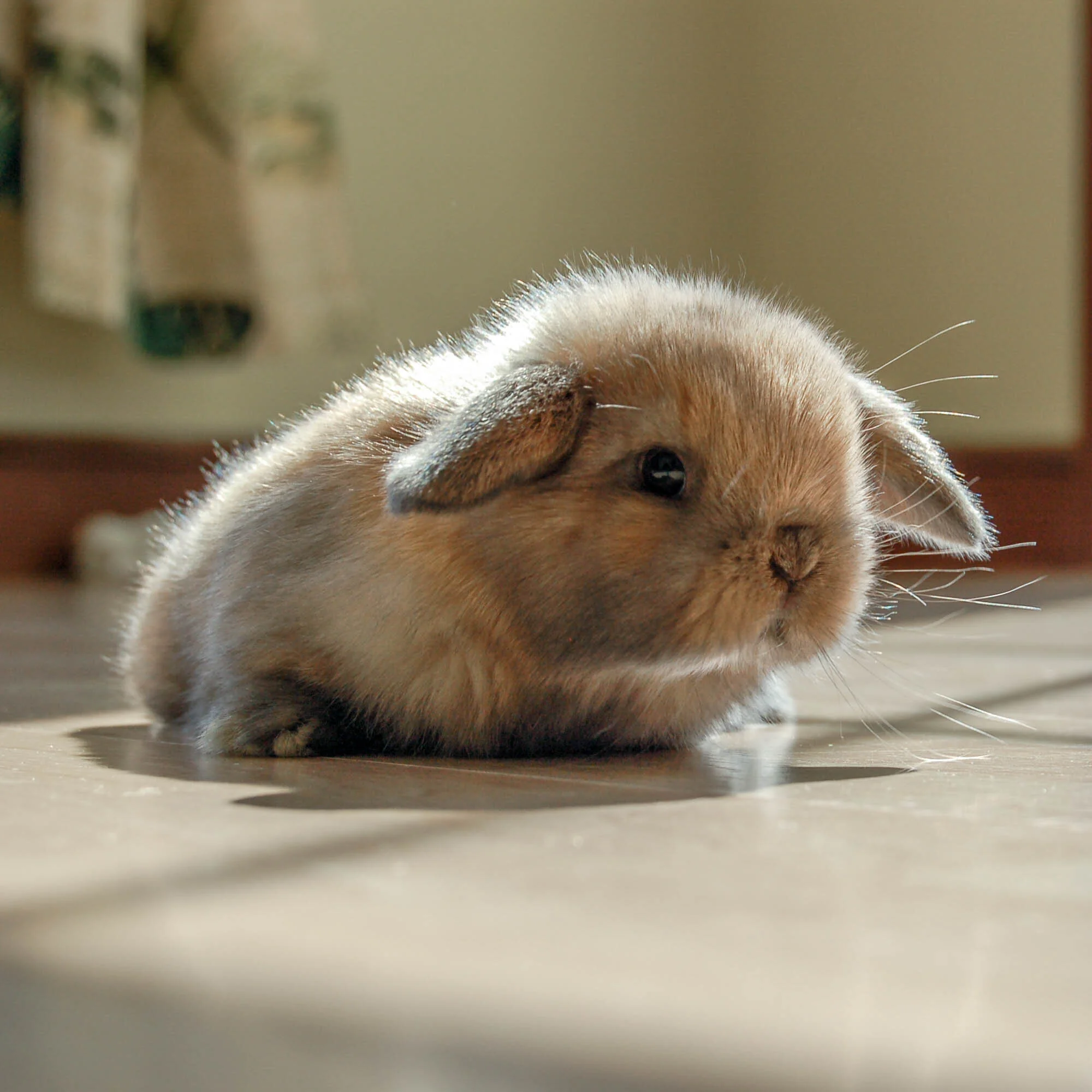 Why You Shouldn’t Get a Bunny