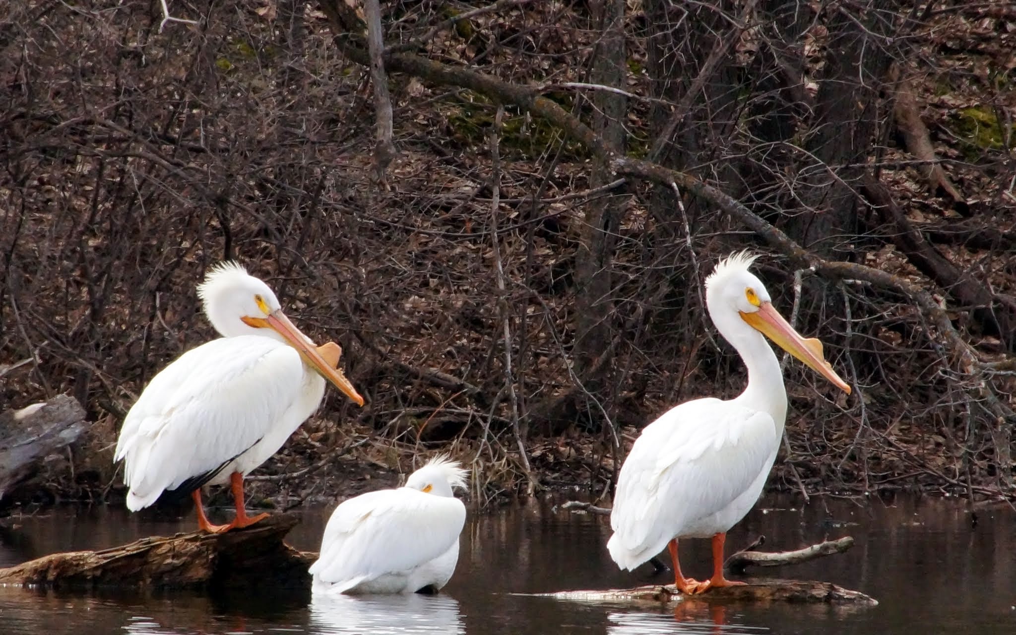 Pelican ride