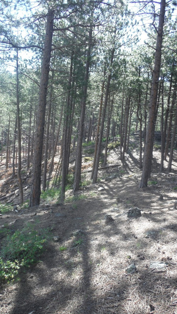 with some great flowy single-track