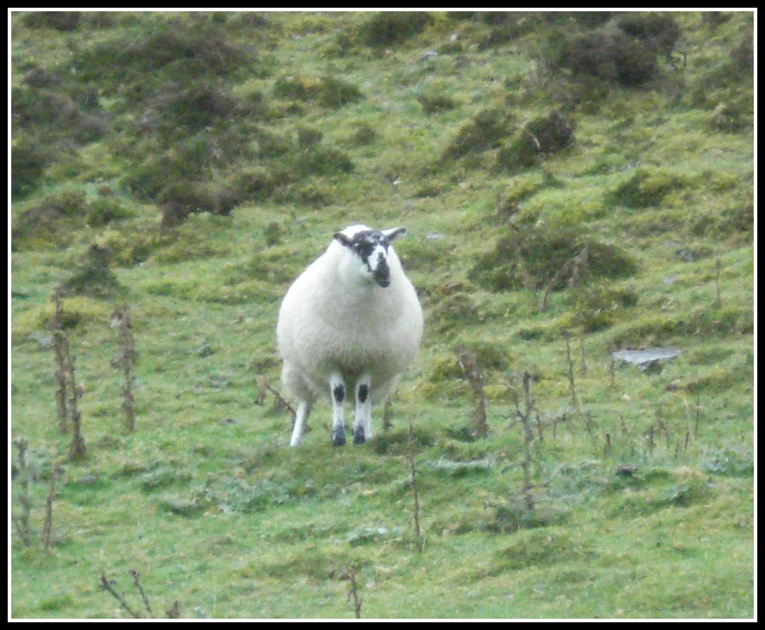 Sheep, watching the Pilgrims ascend the slopes of Carrowkeel.