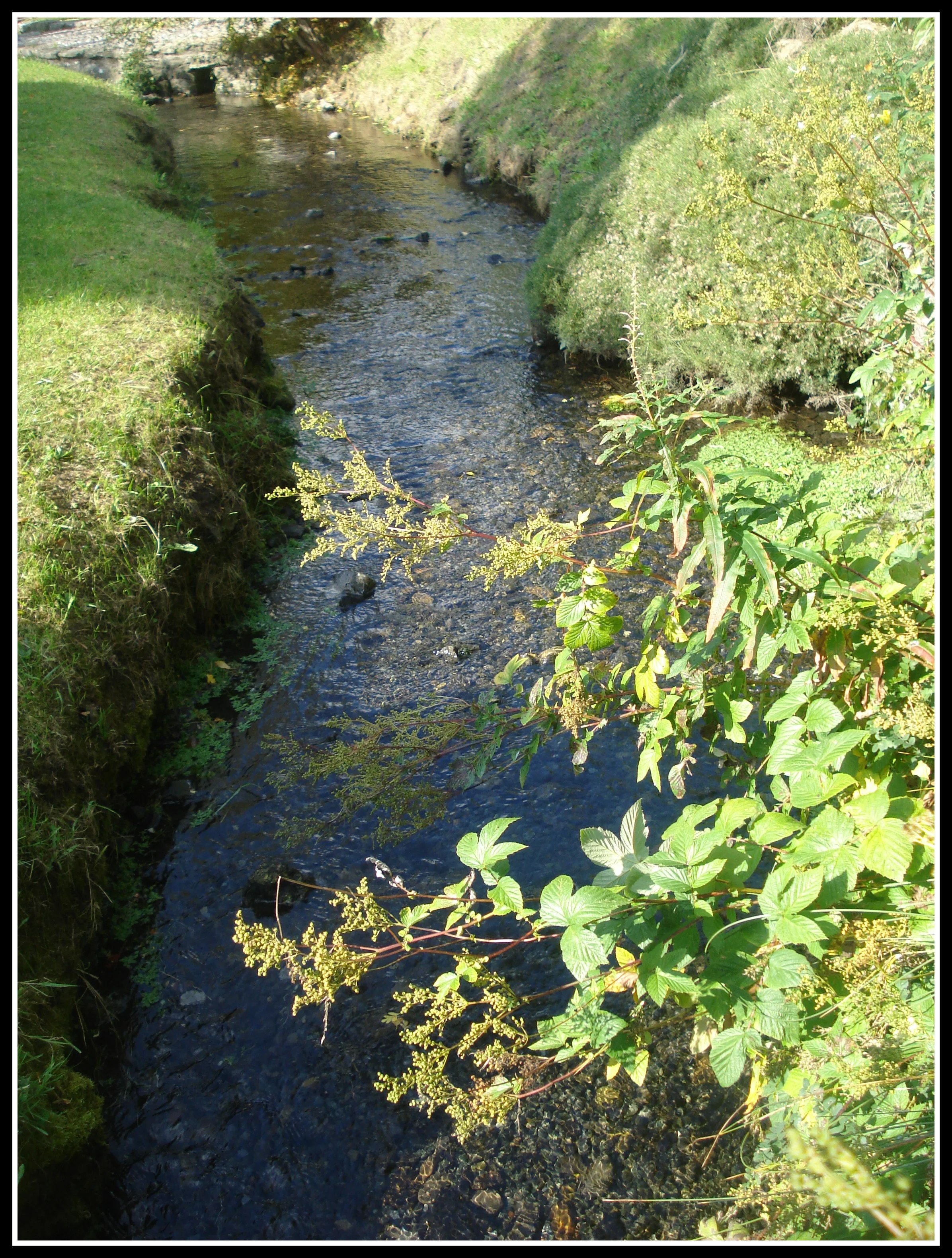 A stream at St. Brigid's Well.