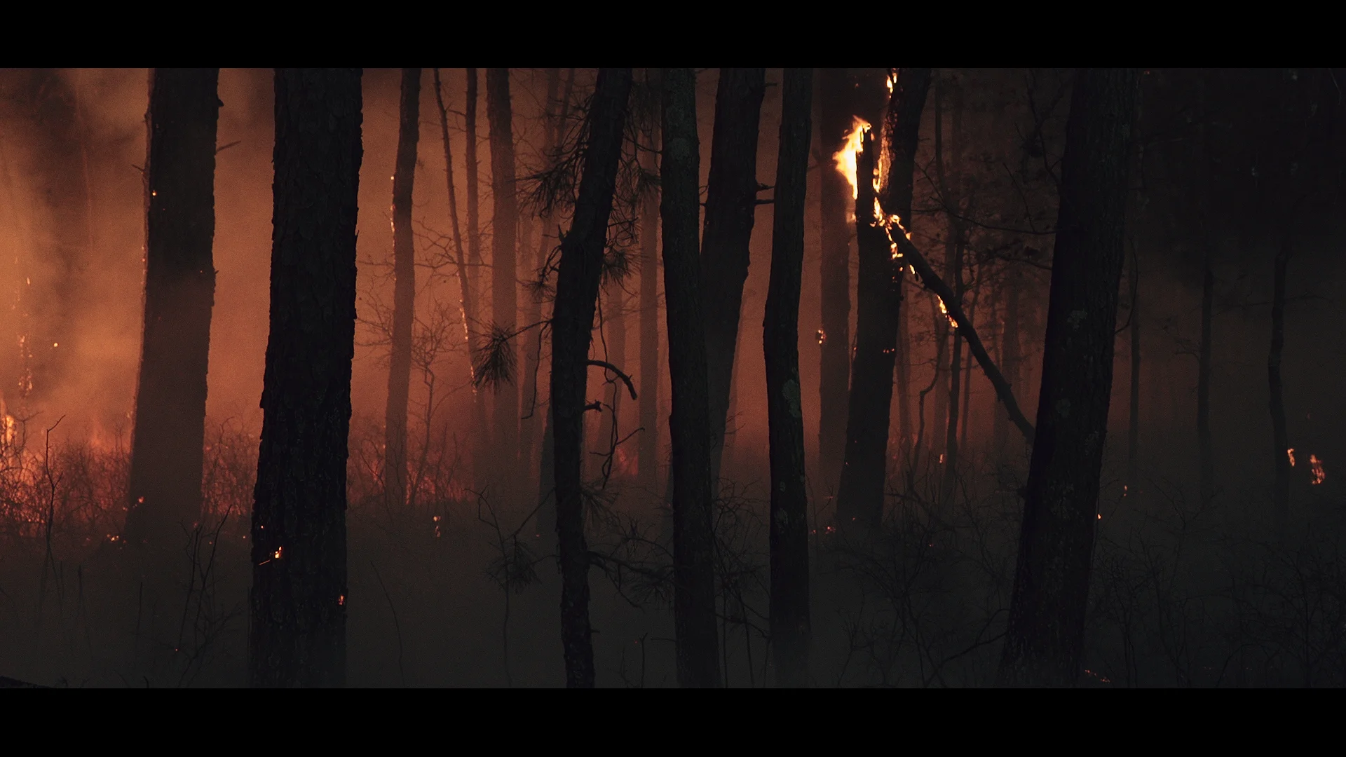 Image07_Pinesfire03.jpg