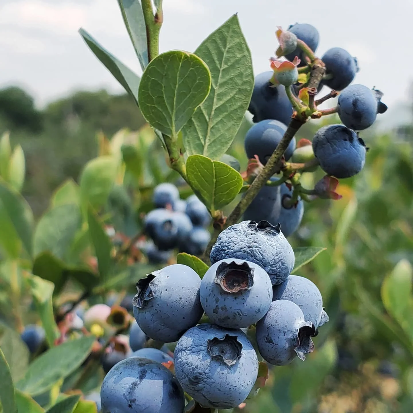 Get them bloobs, people.