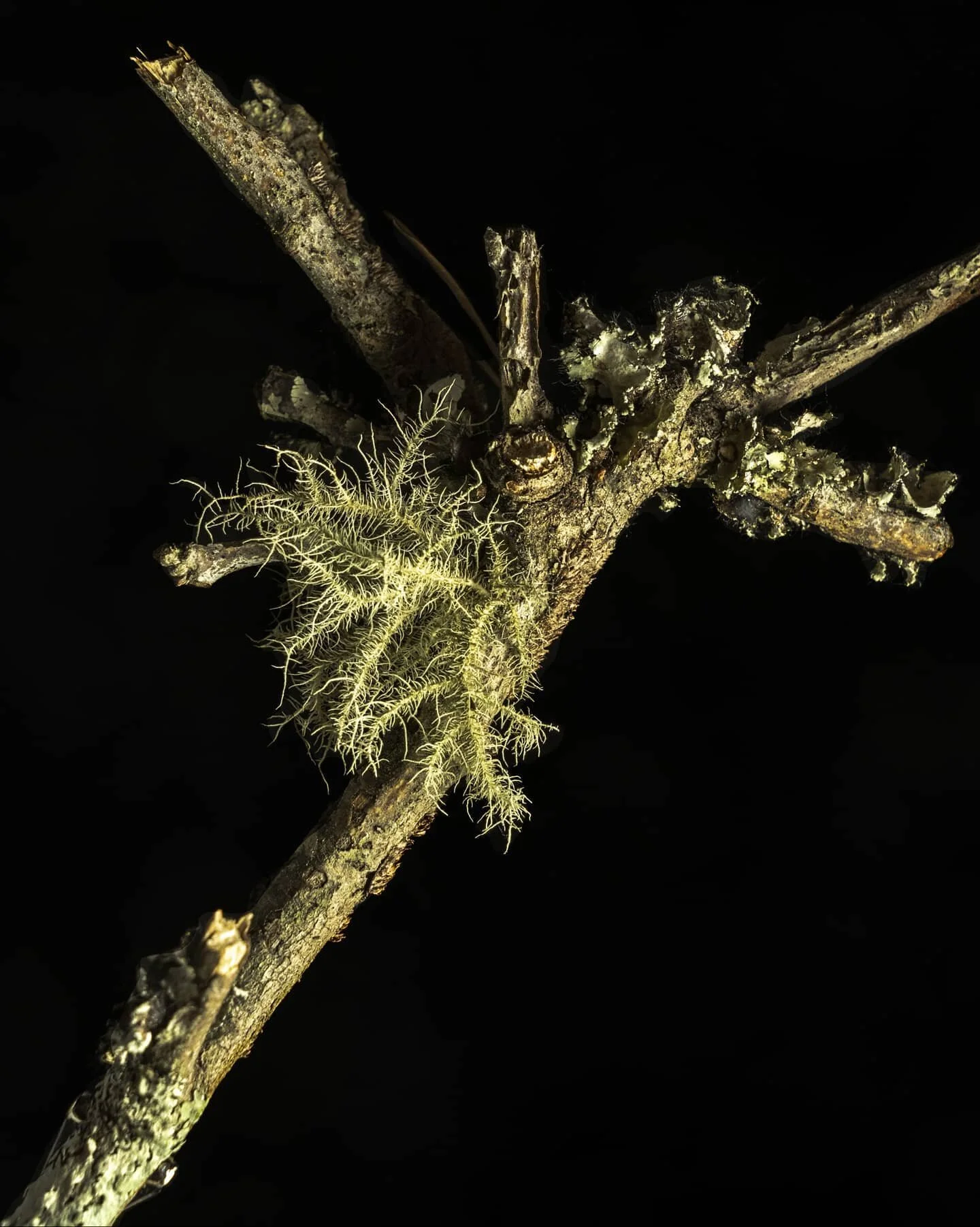 I grabbed a stick with some usnea on it last time I went kayaking in the Pine Barrens. Here's some shots under my new macro lens. 
.
.
.
.
#pinebarrens #pinebarrensnj #moss #lichen #macro #macrophotography