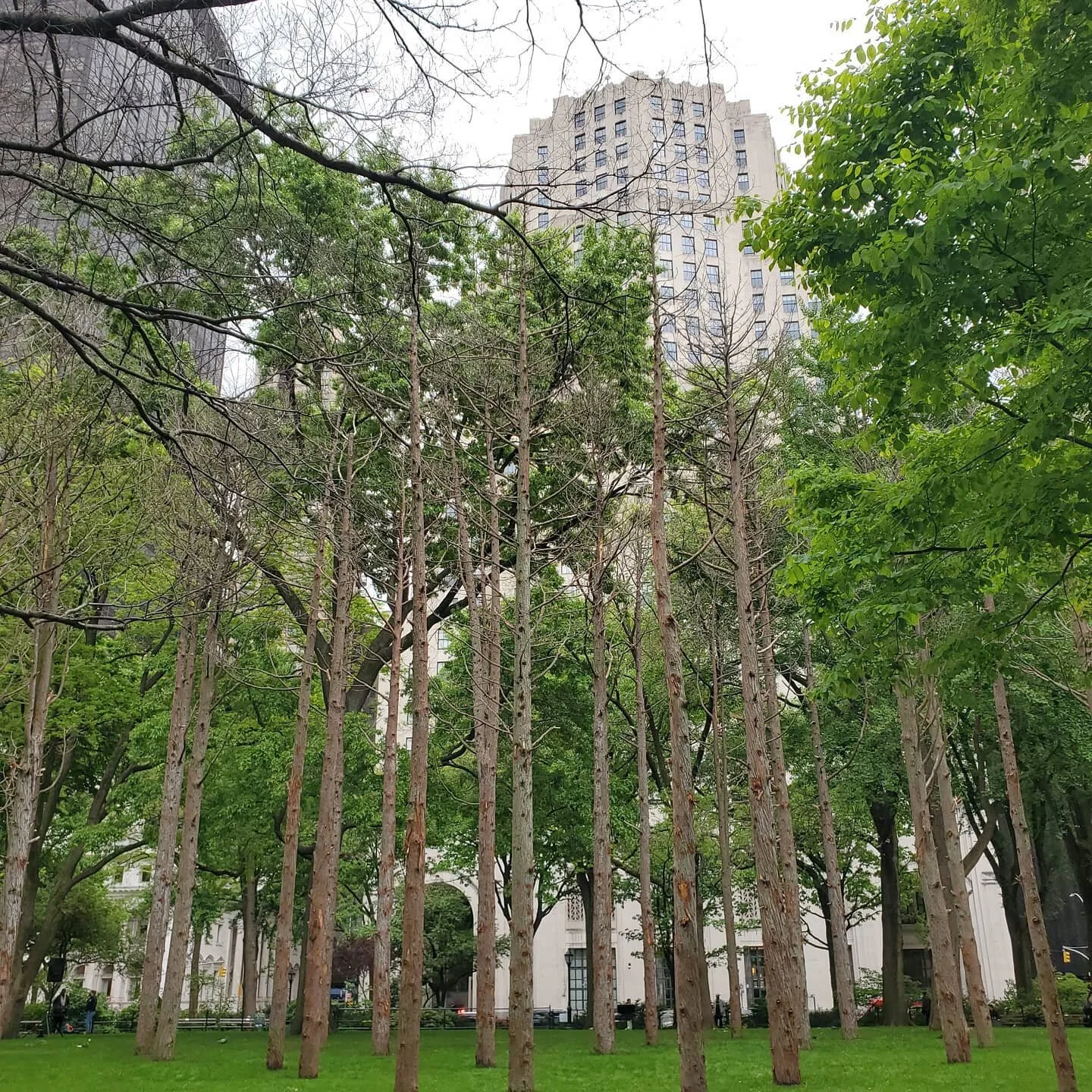 We are in NYC tonight for the opening of Maya Lin's Ghost Forest at Madison Square Park. Maya Lin installed several dead White Atlantic Cedars from the Pine Barrens in the park in a stunning work that calls attention to climate change. 
In conjuction