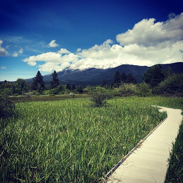 The path to my office.  So grateful!  #movementsinquarantine #cfgmusic #curinggravity