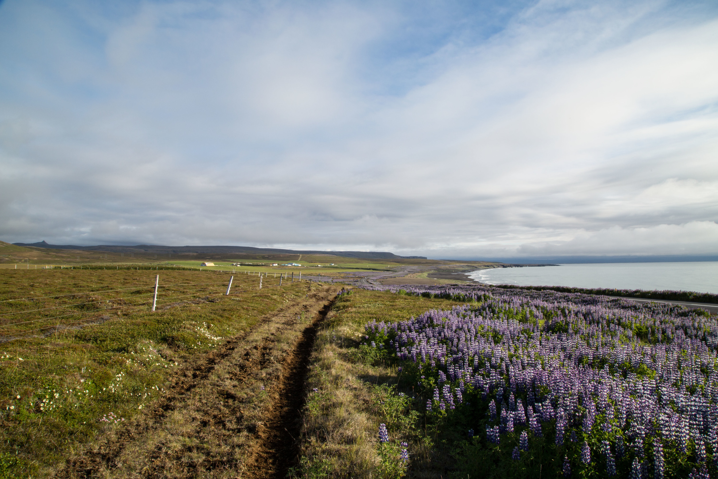 "Along with the sunshine came a dramitic change in scenery. Beautiful coastal views and meadows of purple flowers ran along the trail."