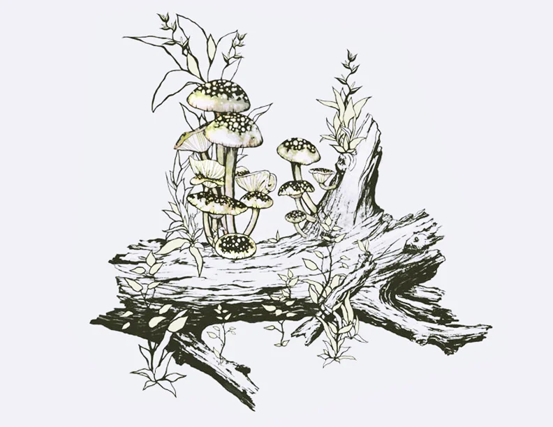 cycle-of-life.jpg