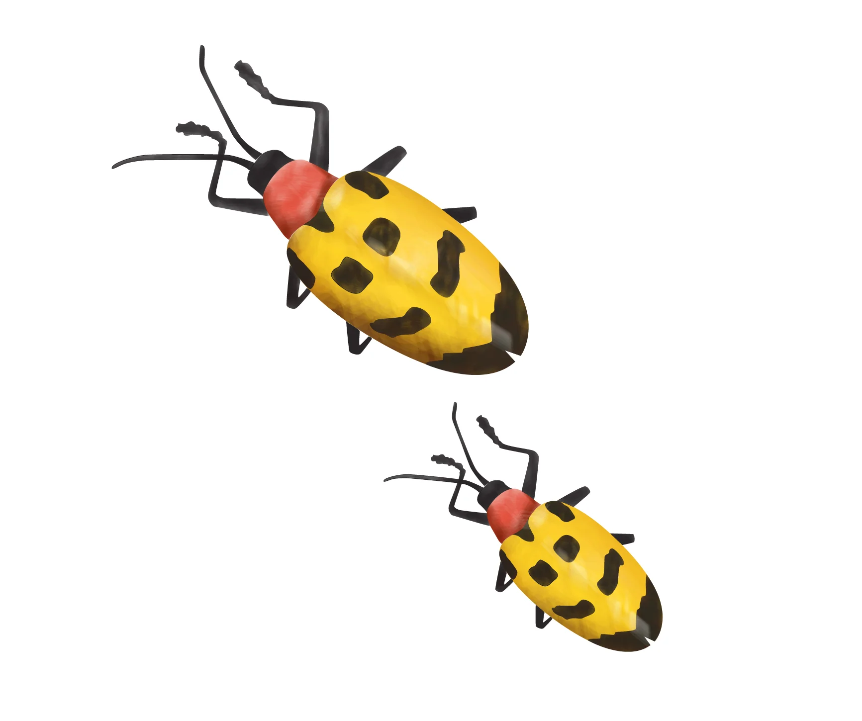 YellowBugs-01.jpg