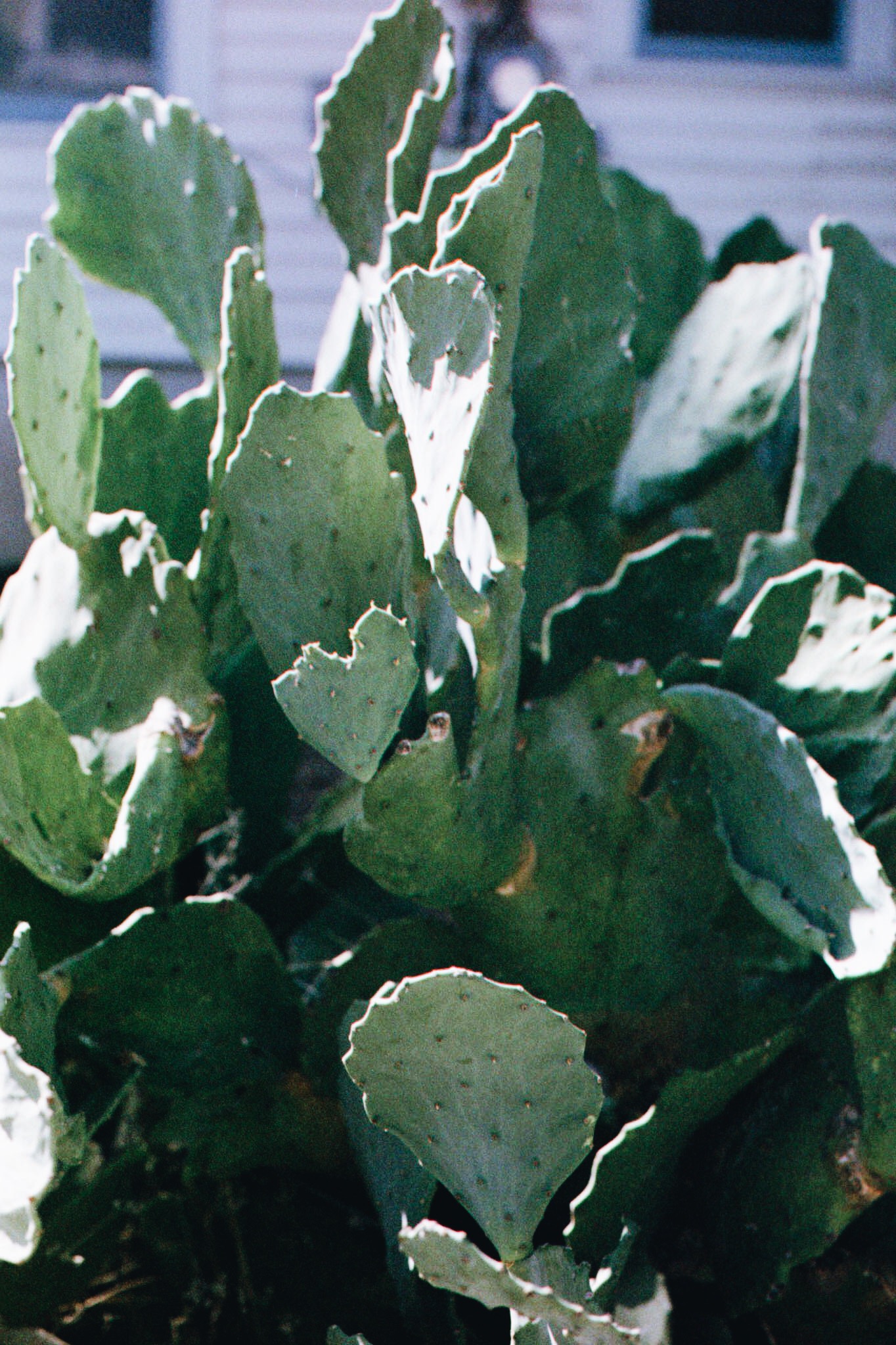 Film cacti photo because though it is December, it's 70 degrees out in good ole Texas.