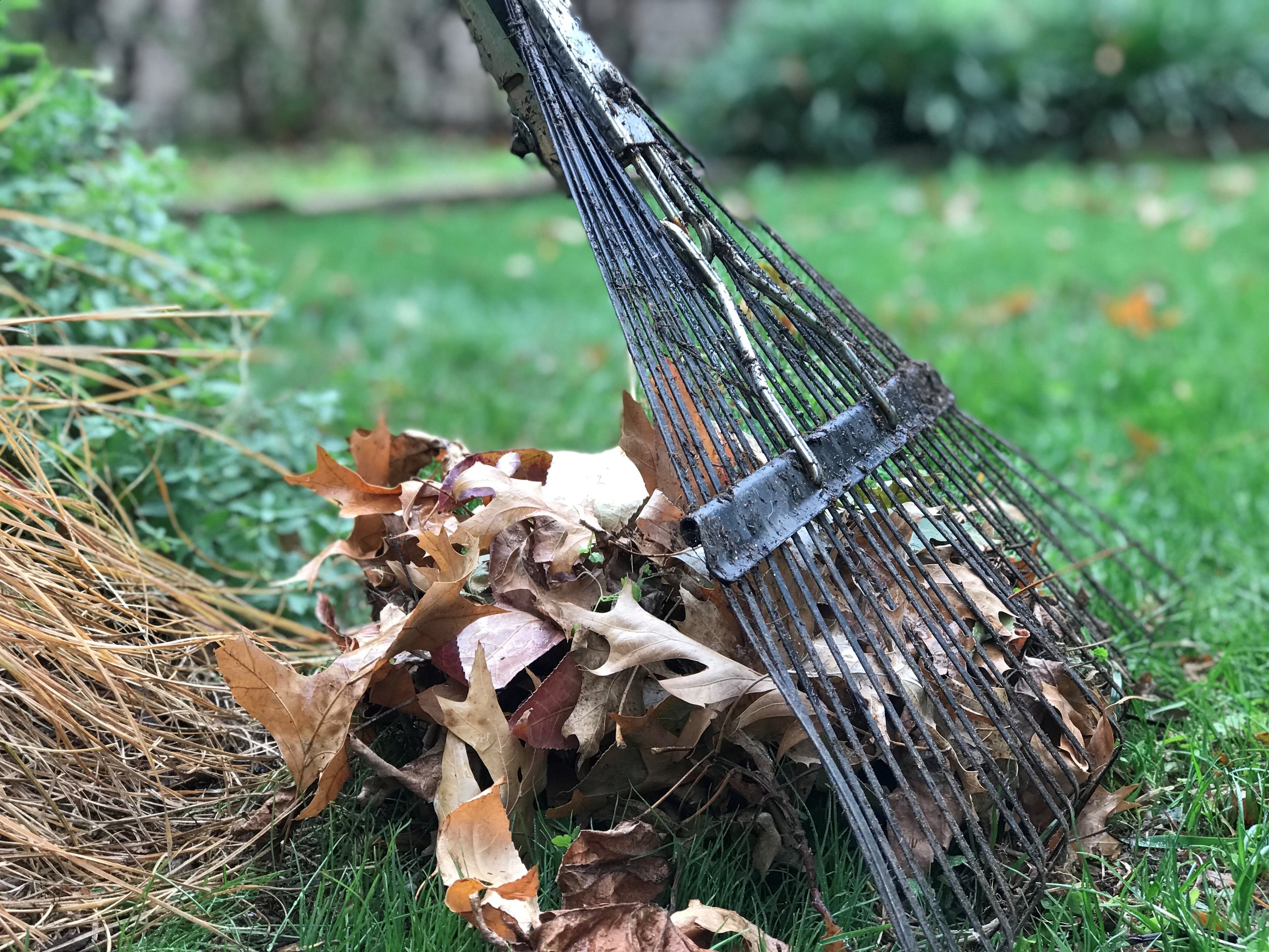 leaves rake lawn.jpg