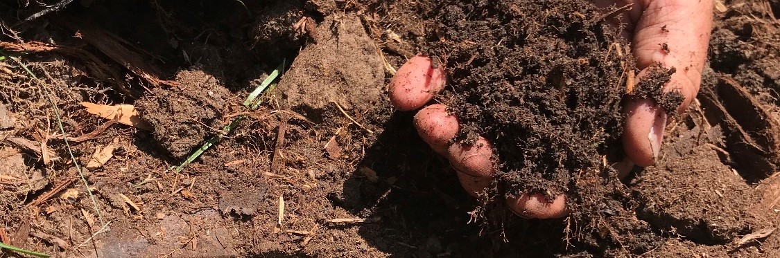 soil in hand .jpg