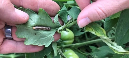 Tomato hornworm.jpg