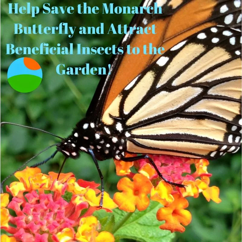 monarch.jpg